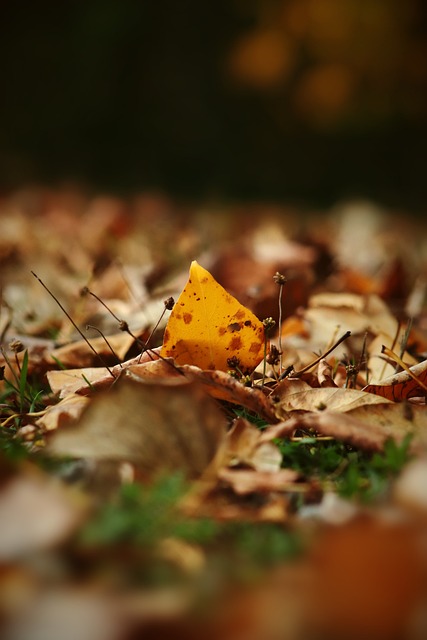 使得整个球 使得整个球